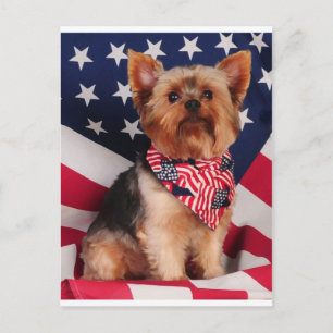 De Amerikaanse Yorkie Briefkaart