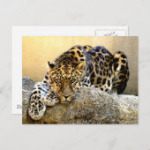 De Amur Leopard Briefkaart (Voorkant / Achterkant)