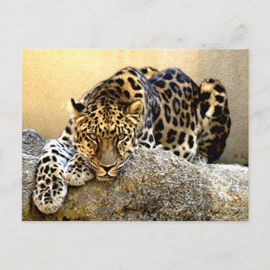 De Amur Leopard Briefkaart (Voorkant)
