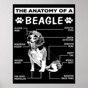 De anatomie   Beagle Dog   Funny dog Poster