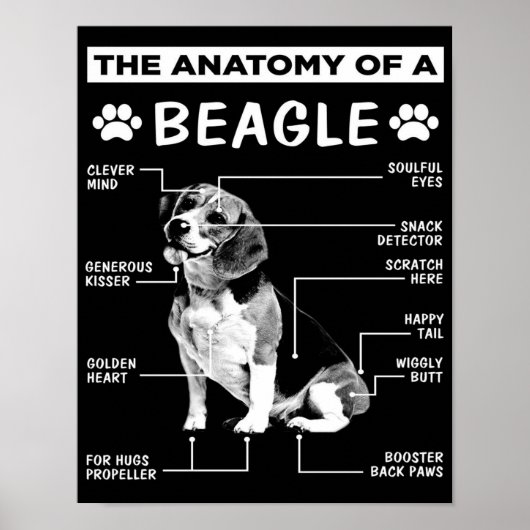 De anatomie | Beagle Dog | Funny dog Poster (Voorkant)