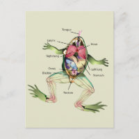 De anatomie van de kikker