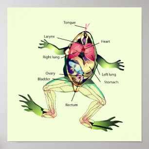 De anatomie van de kikker poster