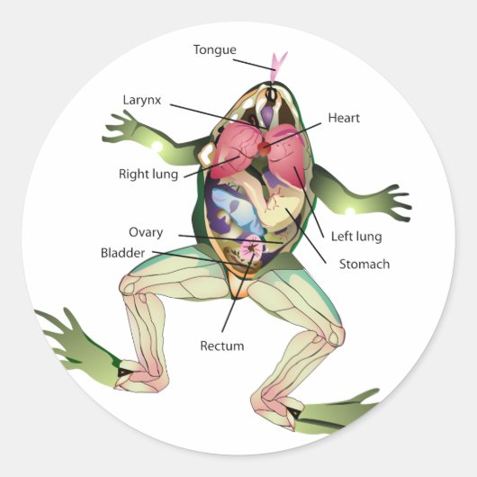 De anatomie van de kikker ronde sticker (Voorkant)
