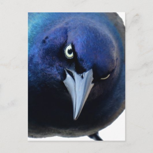 De Angry Grackle Briefkaart (Voorkant)