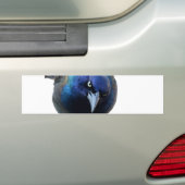 De Angry Grackle Bumpersticker (Op auto)