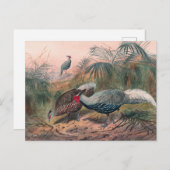 De anonieme fazant van Joseph Wolf Briefkaart (Voorkant / Achterkant)