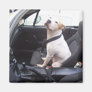 De Anti Michael Vick Magneet