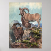 De Aoudad van Joseph Wolf Poster (Voorkant)