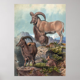 De Aoudad van Joseph Wolf Poster