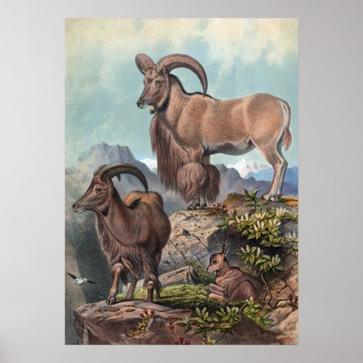 De Aoudad van Joseph Wolf Poster (Voorkant)