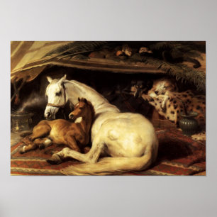 DE ARABISCHE TENT MET HOREN EN ANDERE DIEREN POSTER