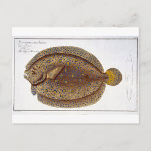 De Argus Flounder (Pleuronectes Argus) bord XLVI Briefkaart