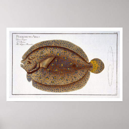 De Argus Flounder (Pleuronectes Argus) bord XLVI Poster (Voorkant)