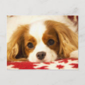 De Arrogante Koning Charles Spaniel Postcard van Briefkaart (Voorkant)