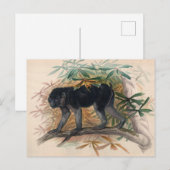 De Ashy-Black Ape van Joseph Wolf Briefkaart (Voorkant / Achterkant)