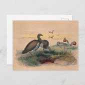 De Ashy-Headed gans van Joseph Wolf Briefkaart (Voorkant / Achterkant)