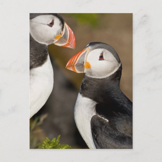 De Atlantische papegaai Briefkaart (Voorkant)