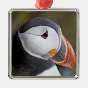 De Atlantische Papegaaiduiker, een pelagische zeev Metalen Ornament