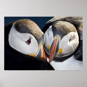 De Atlantische Papegaaiduiker, een pelagische zeev Poster