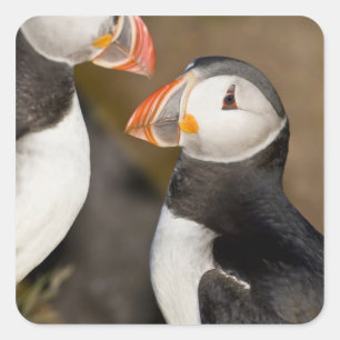 De Atlantische Papegaaiduiker Vierkante Sticker