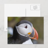 De Atlantische Puffin, een pelagische zeevogel, ge Briefkaart (Voorkant / Achterkant)