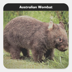 De Australische Achtergrond van de Wombat Vierkante Sticker