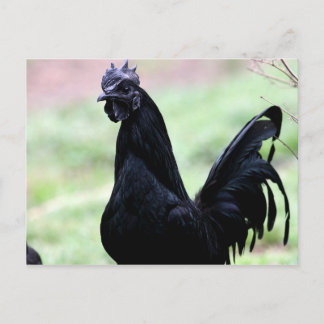 De Ayam Cemani Rooster genaamd Vlad Briefkaart