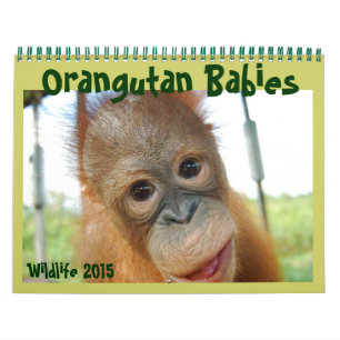 De Babys van de orangoetan Kalender