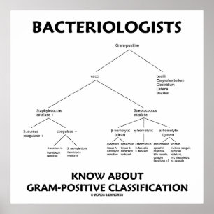 De bacteriologen kennen Grampositieve Poster