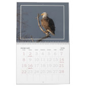 De Bald Eagle Kalender (Feb 2026)