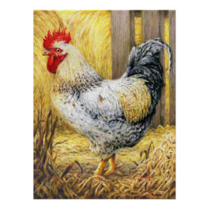 De Barn Rooster Perfect Poster