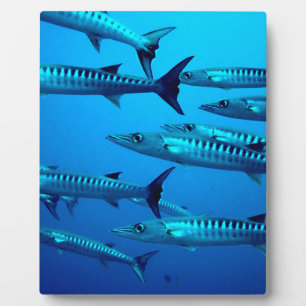 de barracuda duikt diepzee oceaanwater tropische fotoplaat