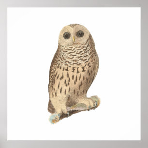 De Barred Owl (Ulula nebulosa) Poster