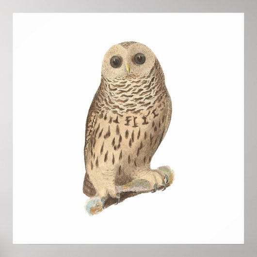 De Barred Owl (Ulula nebulosa) Poster (Voorkant)