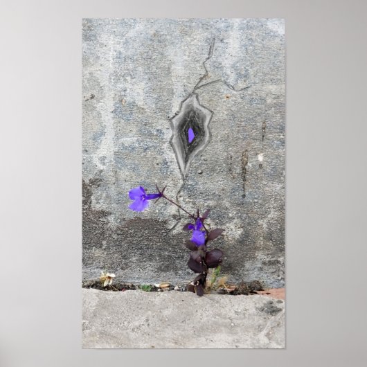 De barst in de muur poster (Voorkant)