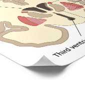 De basale kern van het Poster van de hersenen (Hoek)