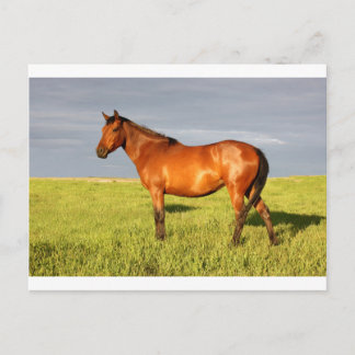 De Bay Mare Briefkaart