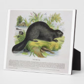 De Beaver, educatieve illustratie pub. door de S Fotoplaat (Zijkant)