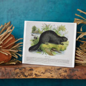 De Beaver, educatieve illustratie pub. door de S Fotoplaat (Zijkant)