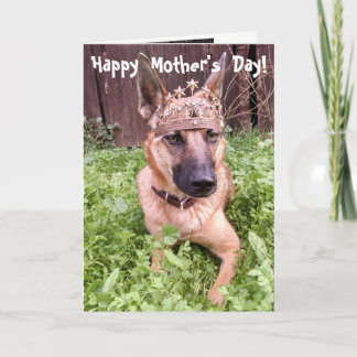 De Belgische Kaart van het Moederdag Malinois