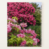 De belles fleurs de Rhododendron rose (Dos)