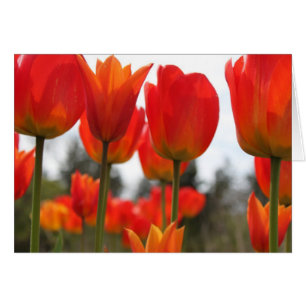 De Belles Fleurs De Tulipes Rouges.