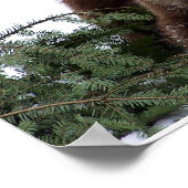 de Beren van Bern Poster (Hoek)