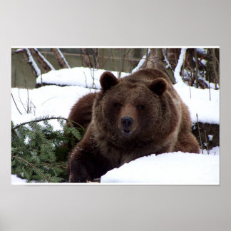 de Beren van Bern Poster