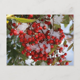 De Bessen van de winter Briefkaart