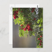 De bessen van het taxushout briefkaart (Voorkant / Achterkant)