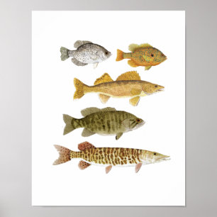 De beste zoetwatergamefish poster