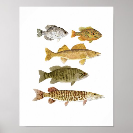 De beste zoetwatergamefish poster (Voorkant)