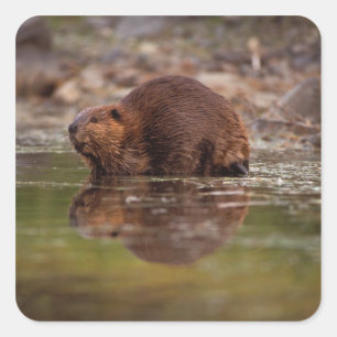 De bever, Castor canadensis, gaat zwemmen Vierkante Sticker